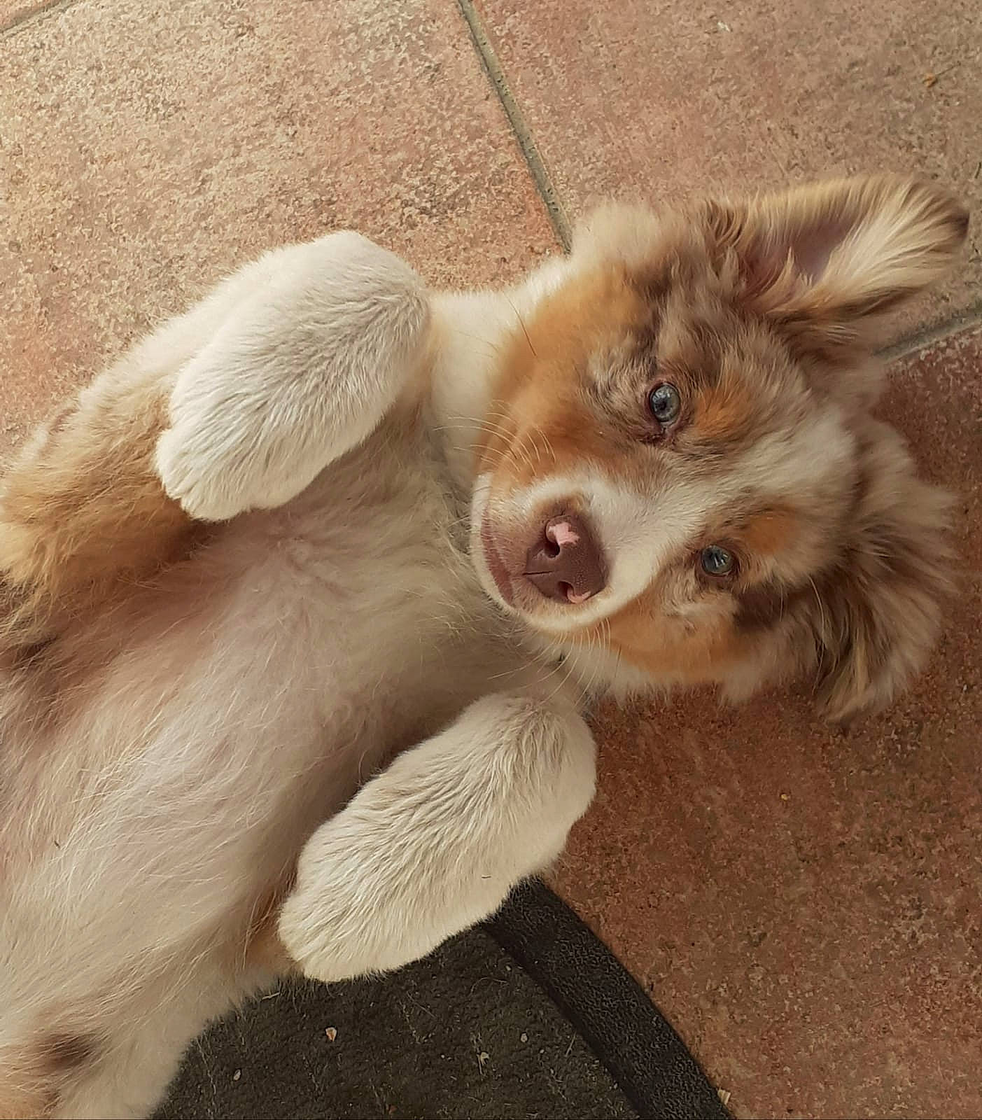 Ruck participe au concours pour gagner de l'argent avec cette photo : ancient_dog_breeds, canidae, carnivore, companion_dog, dog, dog_breed, ear, fawn, fur, liver, paw, puppy, snout, sporting_group, tail, toy_dog, whiskers, wing, wood, working_animal