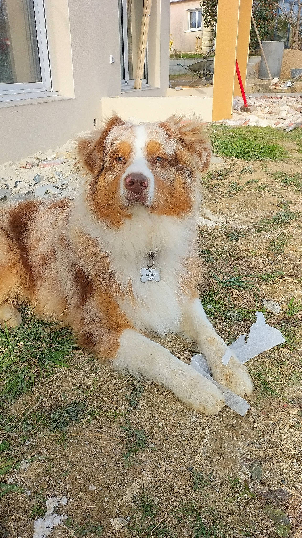 Ruck participe au concours pour gagner de l'argent avec cette photo : border_collie, building, canidae, carnivore, companion_dog, dog, dog_breed, door, fawn, fur, grass, herding_dog, plant, snout, sporting_group, terrestrial_animal, toy_dog, whiskers, window, working_dog