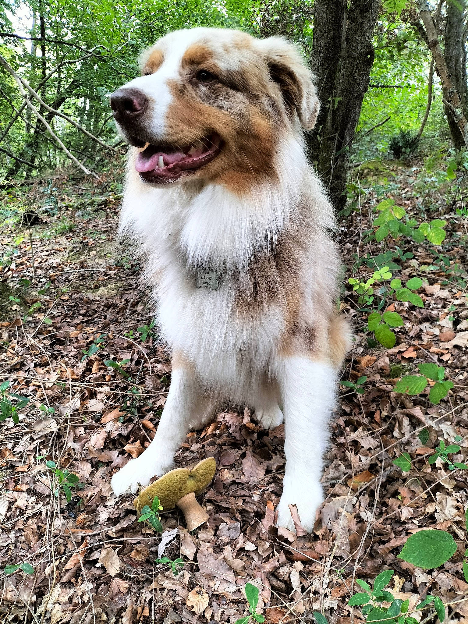 Ruck participe au concours pour gagner de l'argent avec cette photo : australian_collie, australian_shepherd, border_collie, canidae, carnivore, companion_dog, dog, dog_breed, fang, fawn, forest, grass, herding_dog, miniature_australian_shepherd, plant, sporting_group, terrestrial_animal, tree, whiskers, working_dog