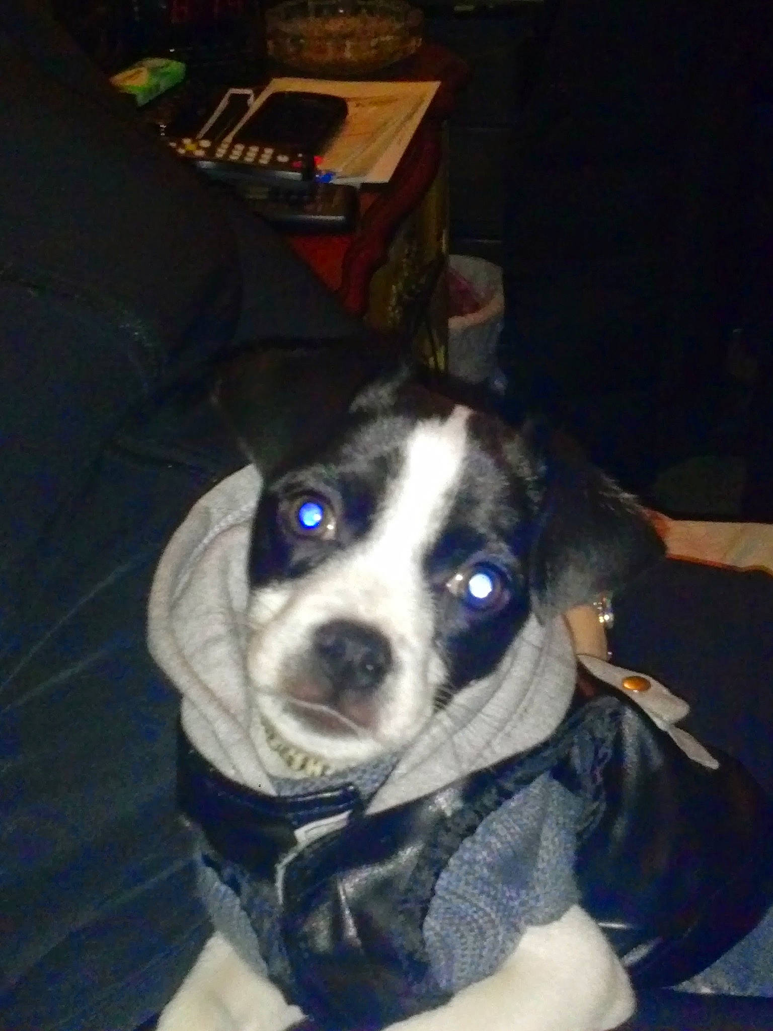 Princess is registered to the contest to win money with this photo: canidae, carnivore, companion_dog, dog, dog_breed, dog_supply, electric_blue, eye, fashion_accessory, fawn, fur, head, non_sporting_group, personal_protective_equipment, puppy, snout, sporting_group, toy_dog, whiskers, working_animal