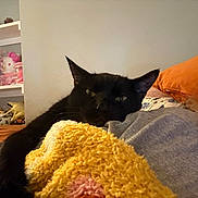 Berlioz is registered to the contest to win money with this photo: animal, bedroom, black_cat, blanket, cat, comfort, cozy, cushion, decor, fur, gray_shirt, home, indoor, orange_pillow, person, pet, plush_toys, relaxation, resting, shelf