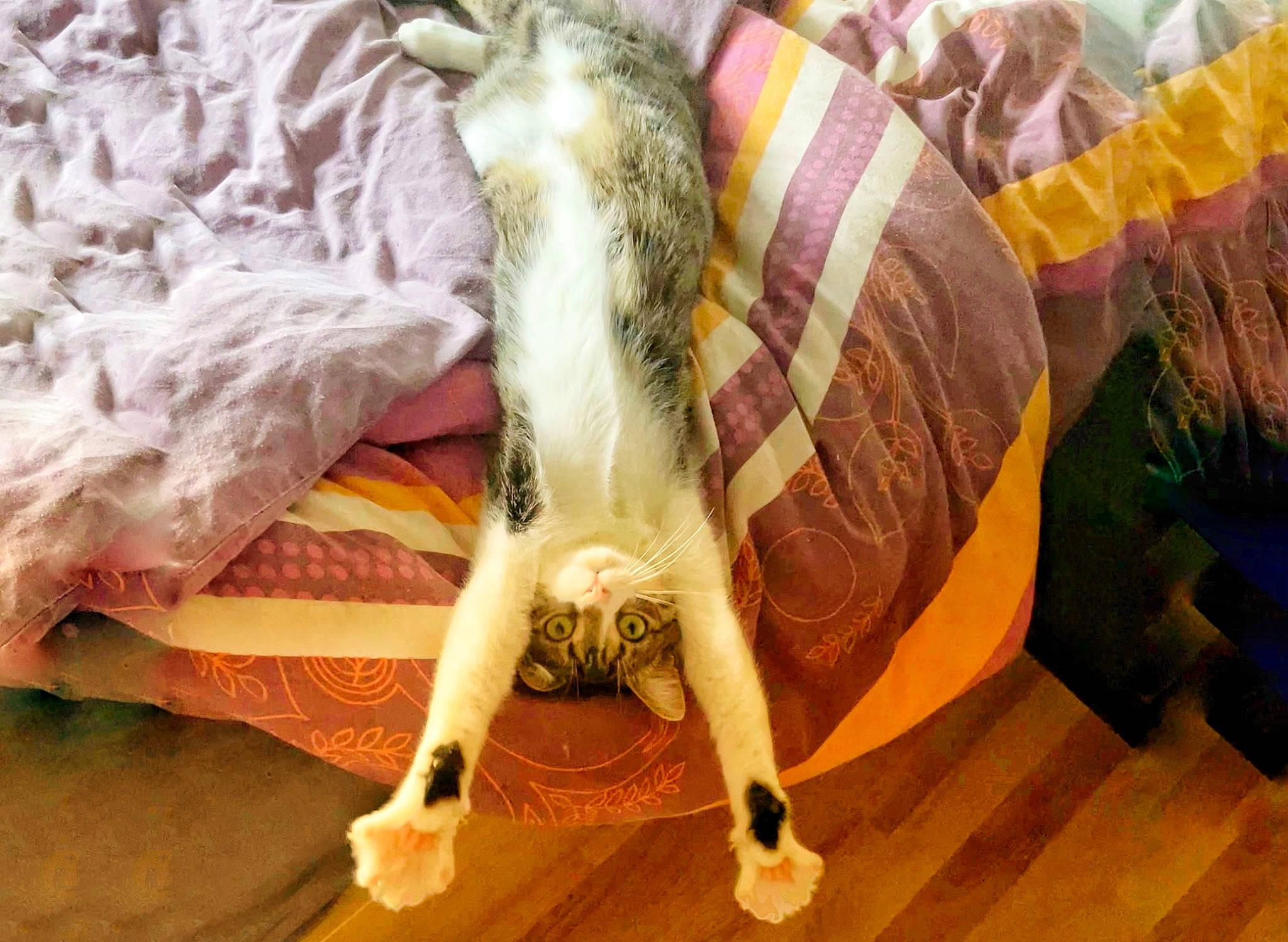 Sierra participe au concours pour gagner de l'argent avec cette photo : art, canidae, carnivore, cat, comfort, companion_dog, dog_breed, fawn, felidae, flooring, fur, hardwood, human_leg, laminate_flooring, linens, small_to_medium_sized_cats, sporting_group, tail, whiskers, wood