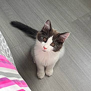 Grisou participe au concours pour gagner de l'argent avec cette photo : kitten, cat, pet, indoor, floor, curious, cute, animal, feline, whiskers, ears, tail, young, domestic, fur, looking_up, brown_and_white, pink_nose, home, cozy