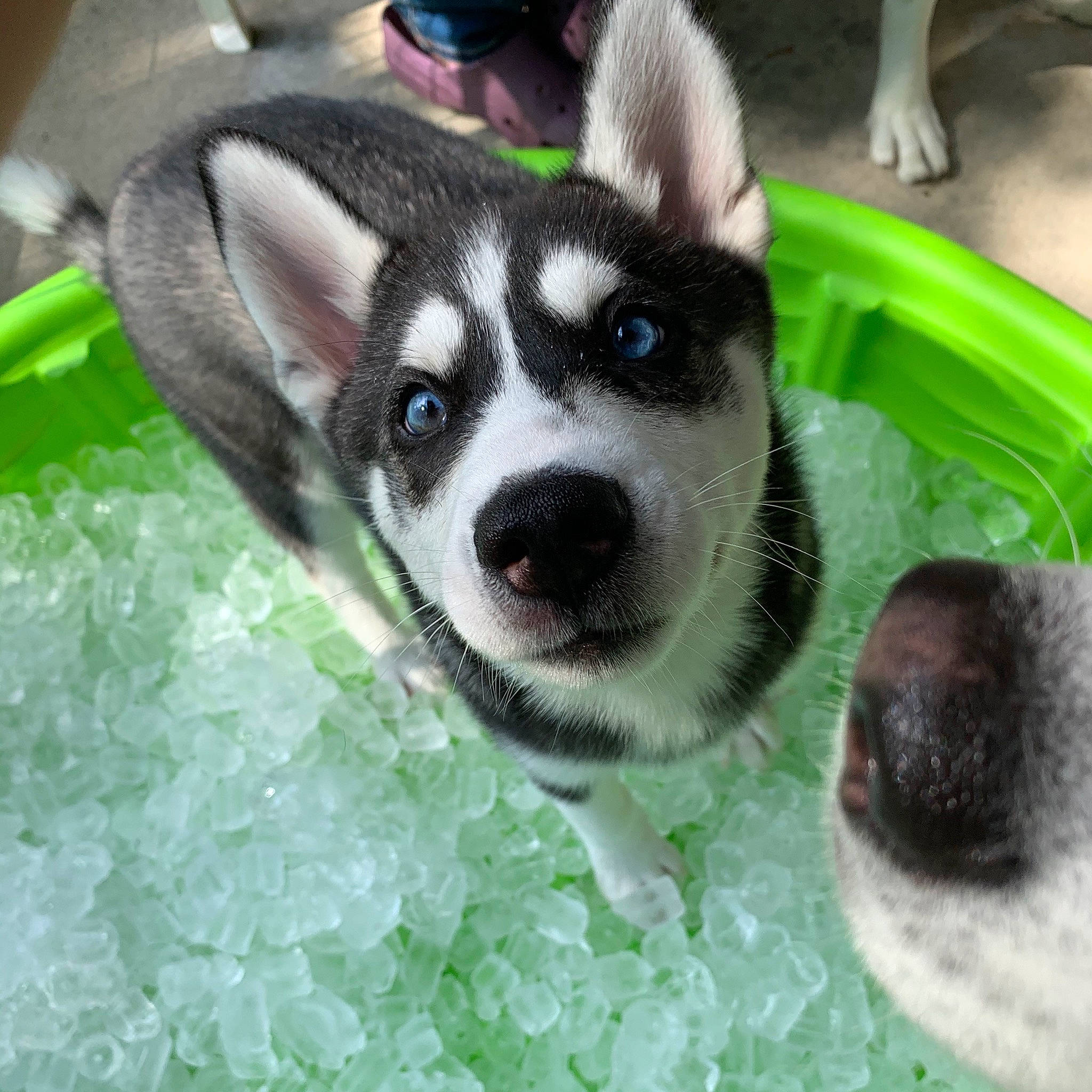 Olivia is registered to the contest to win money with this photo: alaskan_klee_kai, alaskan_malamute, canidae, carnivore, dog, dog_breed, eye, grass, green, mammal, miniature_siberian_husky, nose, organ, puppy, sakhalin_husky, siberian_husky, sled_dog, snout, vertebrate, whiskers