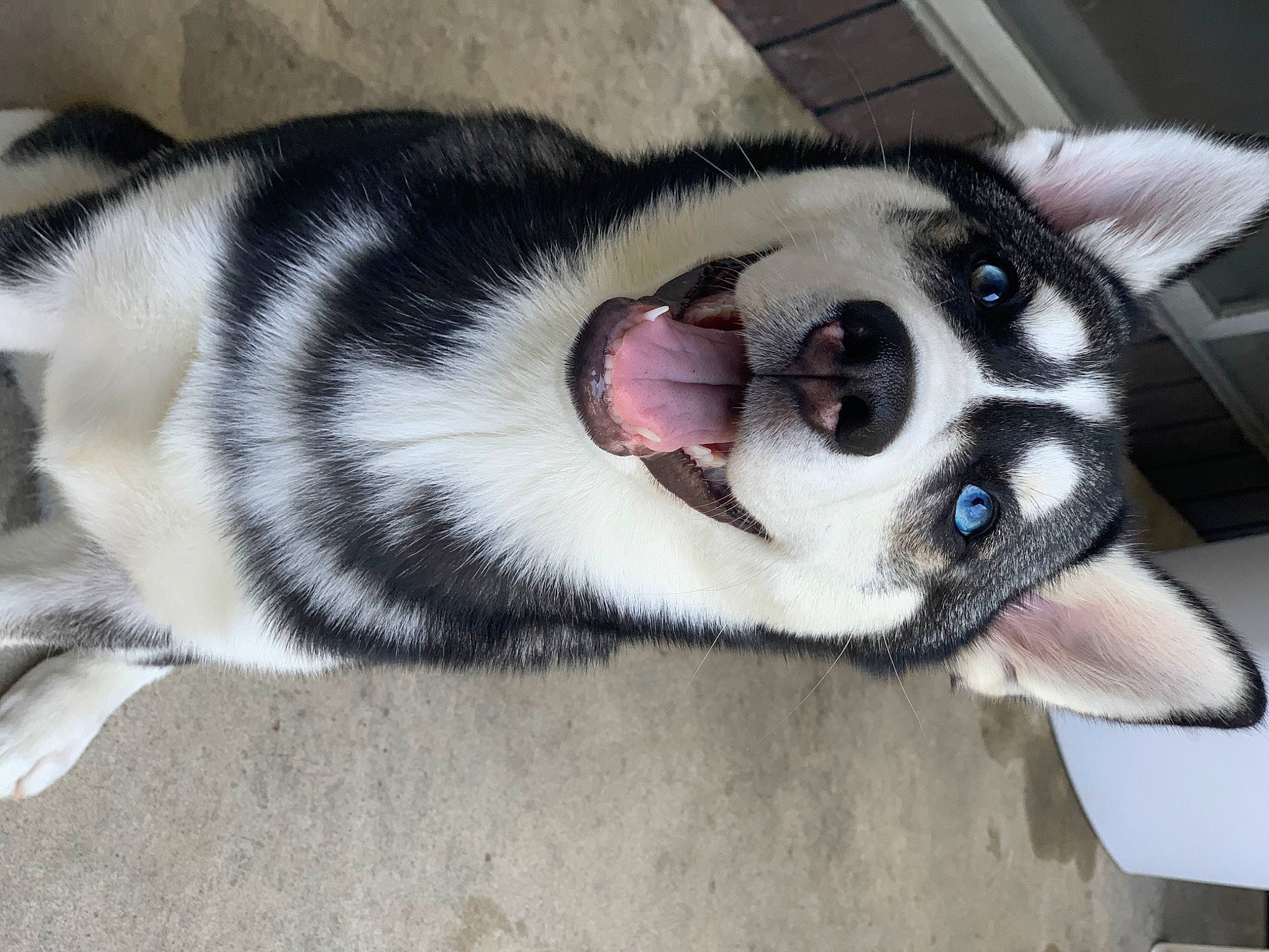 Olivia is registered to the contest to win money with this photo: alaskan_klee_kai, alaskan_malamute, canidae, carnivore, companion_dog, dog, dog_breed, labrador_husky, mammal, miniature_siberian_husky, northern_inuit_dog, nose, rare_breed_dog, sakhalin_husky, siberian_husky, sled_dog, snout, vertebrate, whiskers, wolfdog