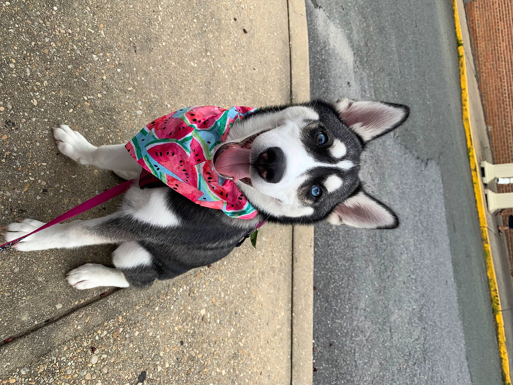 Olivia is registered to the contest to win money with this photo: boston_terrier, canidae, carnivore, companion_dog, dog, dog_breed, dog_clothes, fawn, leash, non_sporting_group, puppy, sidewalk, snout, tail