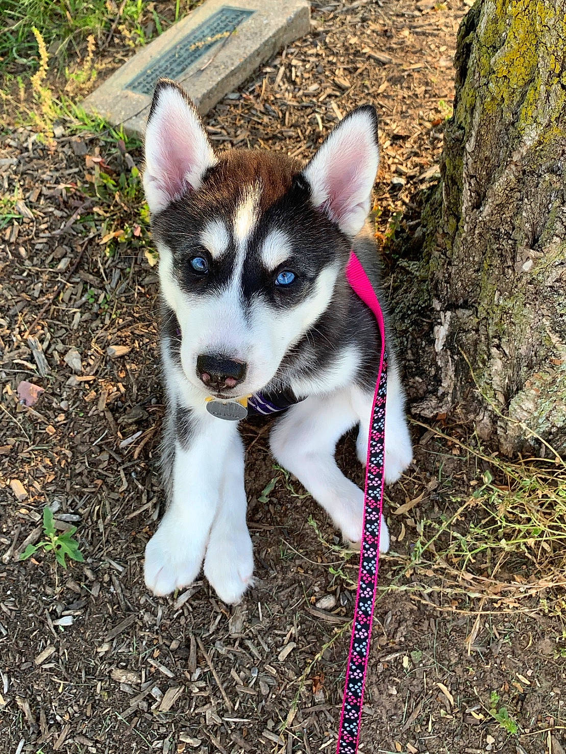 Olivia joined the competition — help win amazing prizes! alaskan_klee_kai, alaskan_malamute, canidae, carnivore, dog, dog_breed, mammal, miniature_siberian_husky, native_american_indian_dog, northern_inuit_dog, puppy, rare_breed_dog, sakhalin_husky, seppala_siberian_sleddog, siberian_husky, sled_dog, snout, tamaskan_dog, vertebrate, wolfdog
