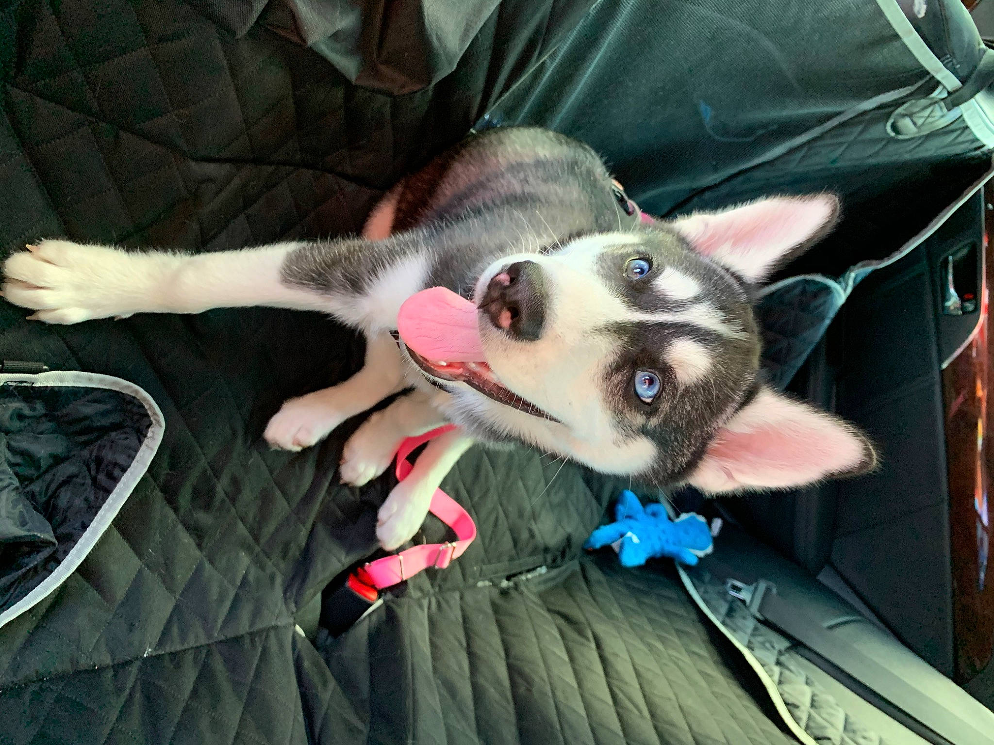 Olivia is registered to the contest to win money with this photo: alaskan_klee_kai, alaskan_malamute, canidae, carnivore, dog, dog_breed, fawn, labrador_husky, mammal, miniature_siberian_husky, puppy, siberian_husky, sled_dog, wolfdog