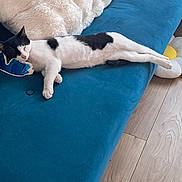 Hacker a rejoint le concours — aidez-le/la à gagner de superbes lots ! black_and_white, blue, cat, closed_eyes, couch, cozy, flower, furniture, home, indoor, mammal, pet, pillow, plush_toy, relaxed, sleeping, sofa, stretched_out, whiskers, wooden_floor