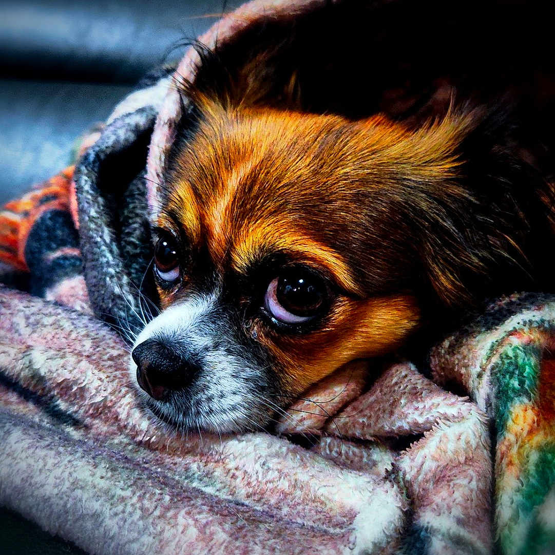 Henrietta joined the competition — help win amazing prizes! animal, beagle, blanket, canine, chihuahua, clothing, cockerspaniel, dog, hood, hoodie, hound, knitwear, laundry, papillon, pet, puppy, quilt, sweater, sweatshirt, towel