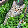 cat, tabby_cat, grass, greenery, outdoor, rusty_metal, harness, animal, pet, nature, clover, close_up, resting, playful, curious, whiskers, ears, face, muzzle, wild_plants