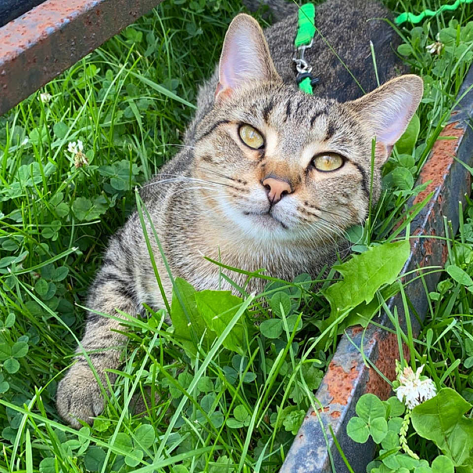 Milo