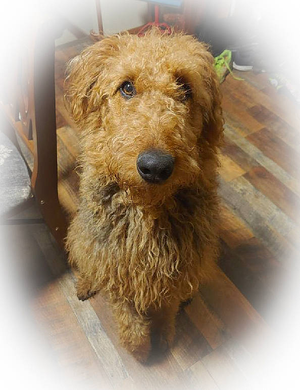 Watson joined the competition — help win amazing prizes! airedale_terrier, canidae, carnivore, companion_dog, dog, dog_breed, fawn, fur, lakeland_terrier, liver, pet_supply, small_terrier, snout, sporting_group, terrestrial_animal, terrier, water_dog, wood, working_animal