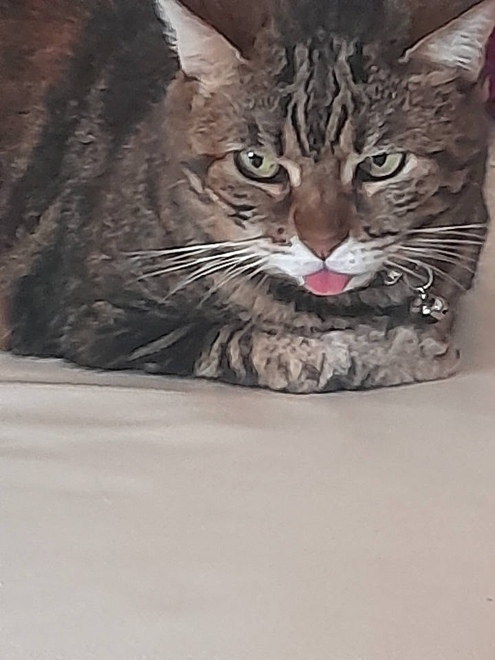 Pupuce participe au concours pour gagner de l'argent avec cette photo : carnivore, cat, cat_supply, domestic_short_haired_cat, felidae, fur, small_to_medium_sized_cats, snout, terrestrial_animal, tree, whiskers, wildlife