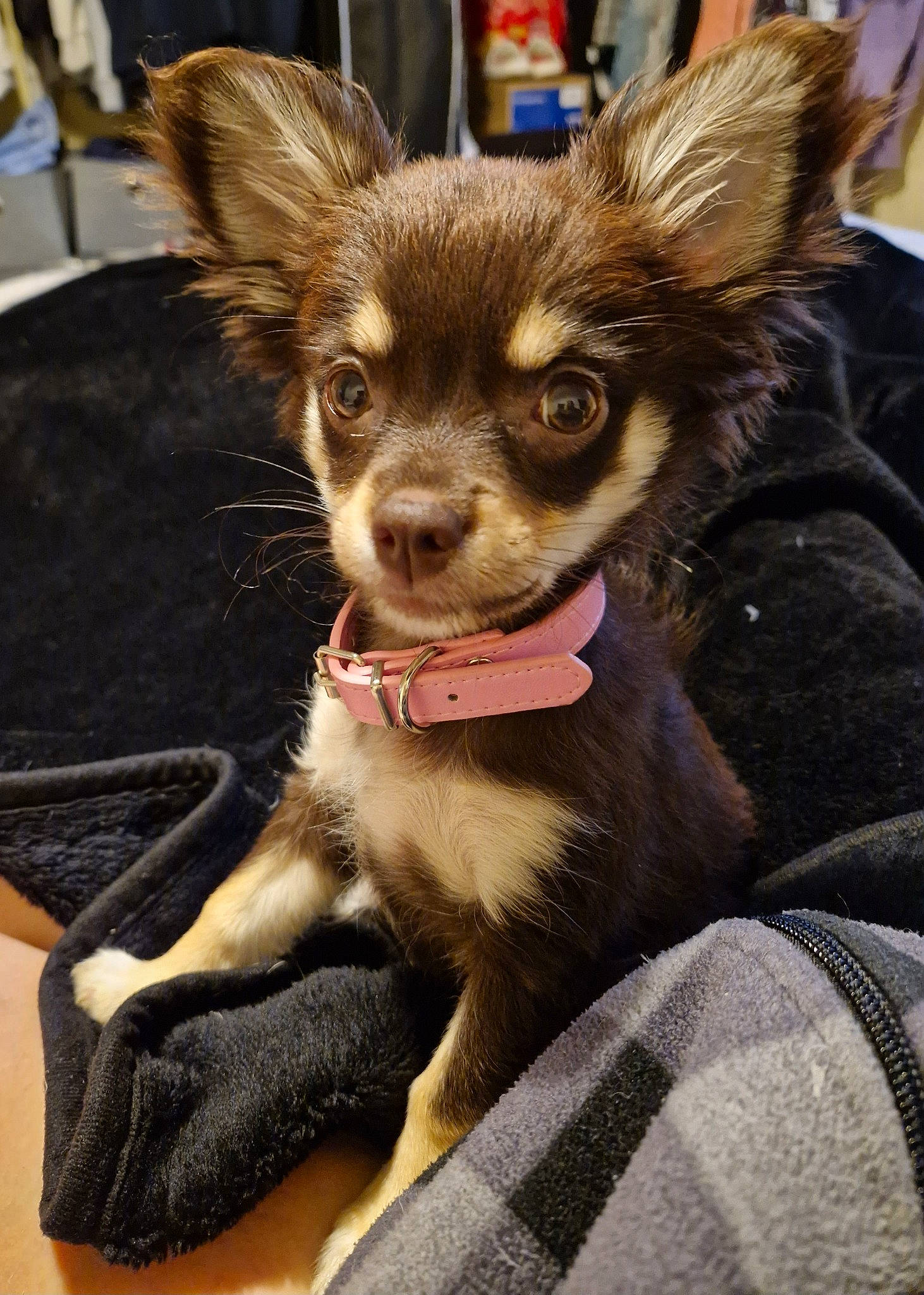 Chip is registered to the contest to win money with this photo: canidae, carnivore, chihuahua, collar, companion_dog, costume, dog, dog_breed, eye, fawn, fur, snout, terrestrial_animal, toy_dog, whiskers, working_animal