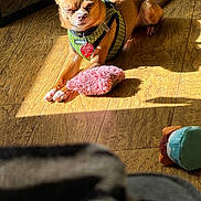 Chase joined the competition — help win amazing prizes! dog, small_dog, brown_dog, chihuahua, harness, toy, plush_toy, wooden_floor, sunlight, shadow, indoor, pet, relaxing, sleepy, paw, closeup, animal, cute, domestic_animal, resting