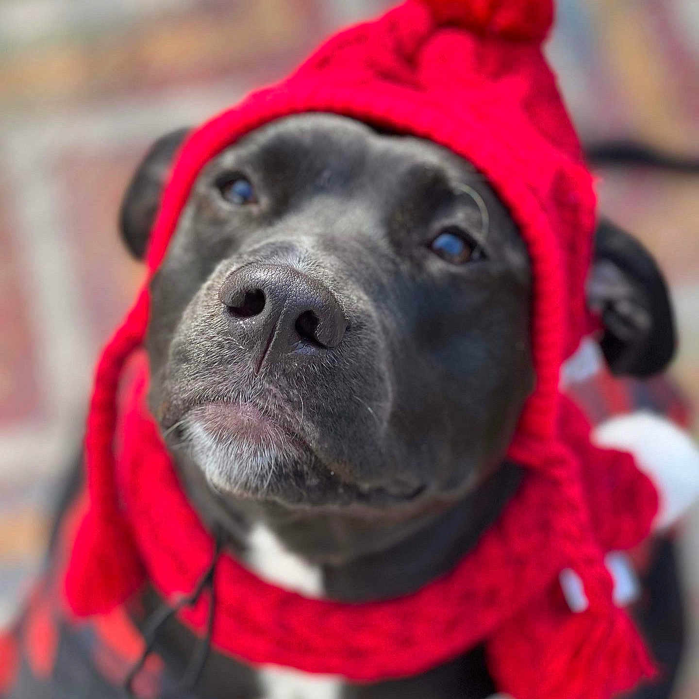 Lady Bug joined the competition — help win amazing prizes! carnivore, collar, companion_dog, dog, dog_breed, dog_collar, dog_supply, electric_blue, fashion_accessory, fawn, fur, hat, leash, magenta, pet_supply, red, snout, sporting_group, whiskers, working_animal