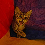 Judah joined the competition — help win amazing prizes! animal, cat, colorful, cozy, cute, ears, fabric, fur, indoor, kitten, mouth_open, orange, pet, playful, purple, small, texture, whiskers, yellow, young