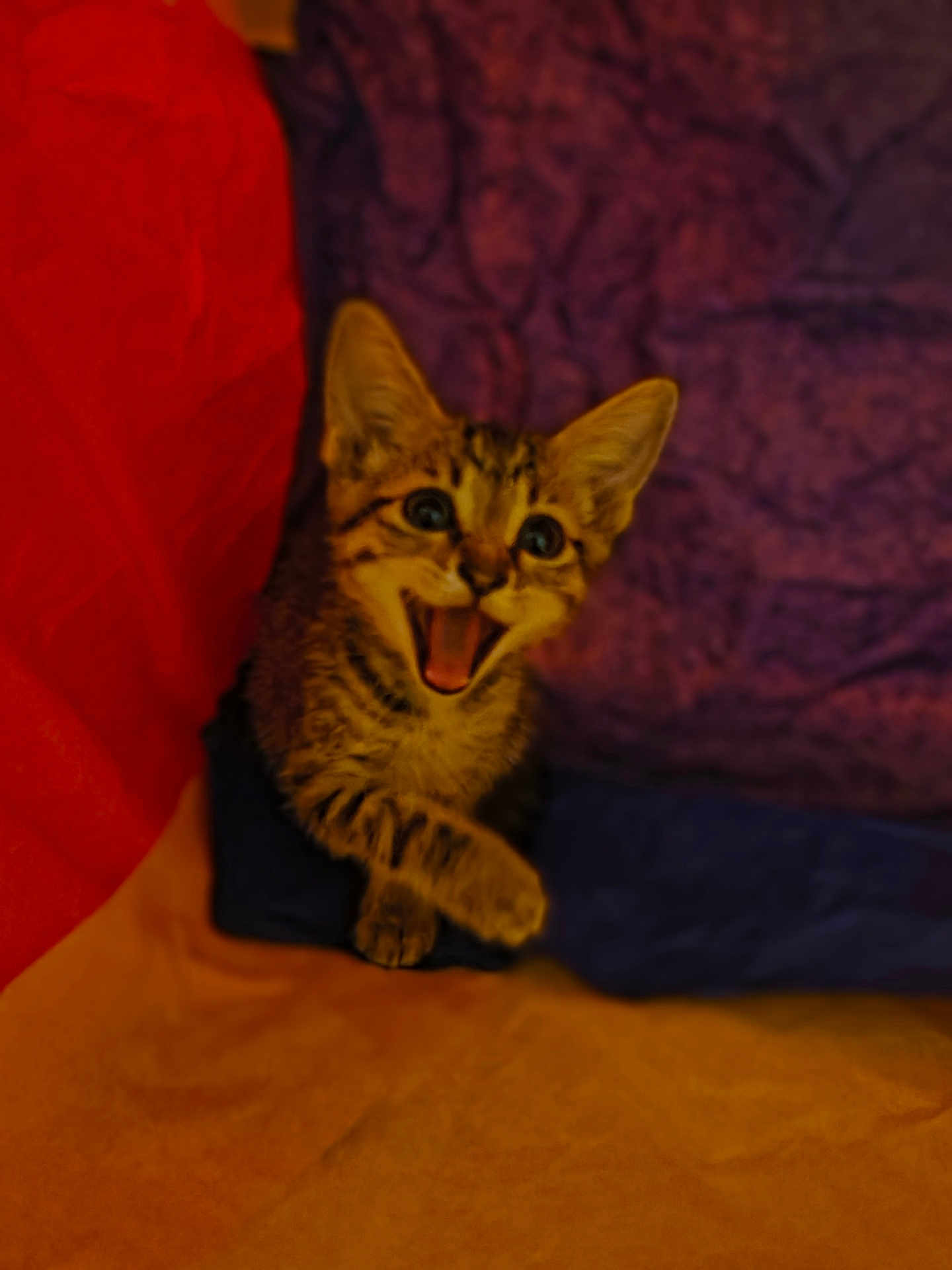 Judah