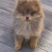 Vicky participe au concours pour gagner de l'argent avec cette photo : adorable, animal, brown, companion, cute, dog, domestic, fluffy, fur, indoors, looking_up, mammal, pet, pomeranian, portrait, puppy, small, standing, wooden_floor, young