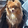 Vicky participe au concours pour gagner de l'argent avec cette photo : animal, brown_fur, chair, cute, dog, ears, face, fluffy, fur, indoor, jacket, leather, nose, pet, pomeranian, sitting, small_dog, sunlight, whiskers, wooden_cabinet