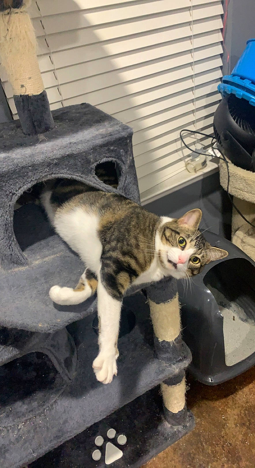 Deku joined the competition — help win amazing prizes! carnivore, cat, claw, domestic_short_haired_cat, felidae, fender, fur, mammal, paw, sitting, small_to_medium_sized_cats, snout, tail, vertebrate, whiskers