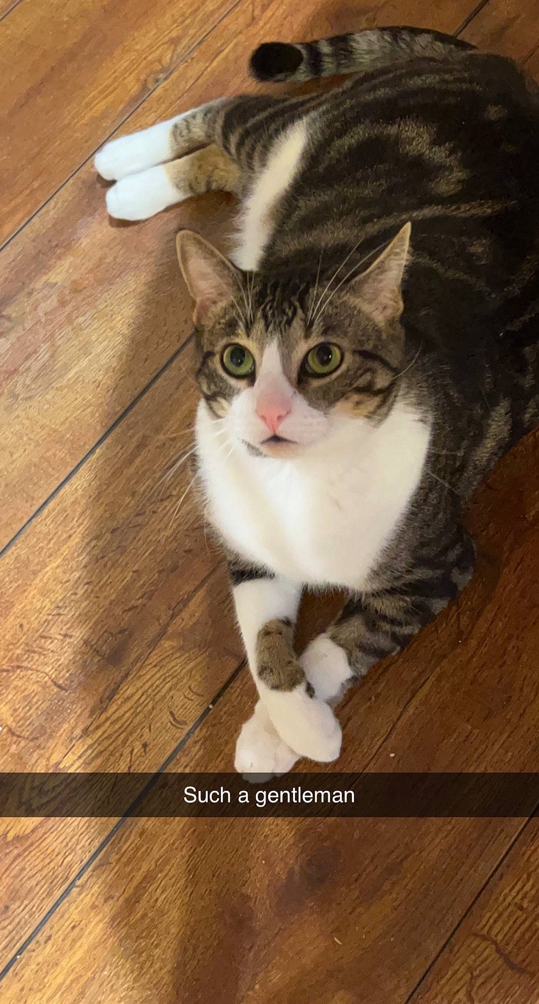 Deku joined the competition — help win amazing prizes! carnivore, cat, domestic_short_haired_cat, eye, felidae, floor, flooring, foot, fur, hardwood, head, paw, plank, small_to_medium_sized_cats, snout, tail, varnish, whiskers, wood, wood_stain