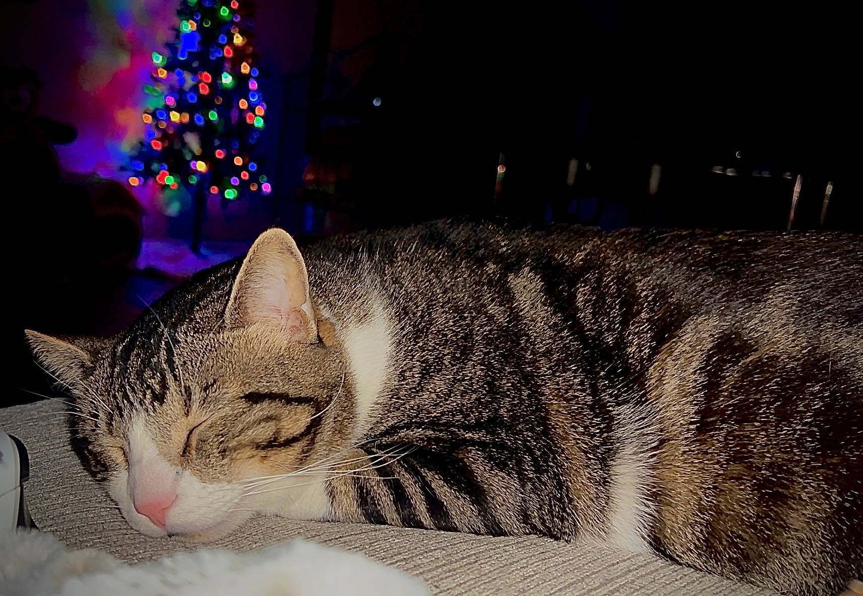 Deku is registered to the contest to win money with this photo: art, carnivore, cat, christmas_decoration, christmas_tree, conifer, domestic_short_haired_cat, event, felidae, fur, holiday, ornament, paw, small_to_medium_sized_cats, snout, tail, terrestrial_animal, tree, whiskers, window