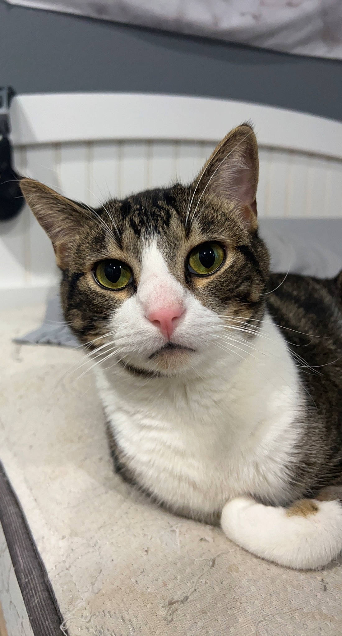 Deku is registered to the contest to win money with this photo: carnivore, cat, collar, domestic_short_haired_cat, eye, felidae, fur, head, paw, small_to_medium_sized_cats, snout, whiskers, window