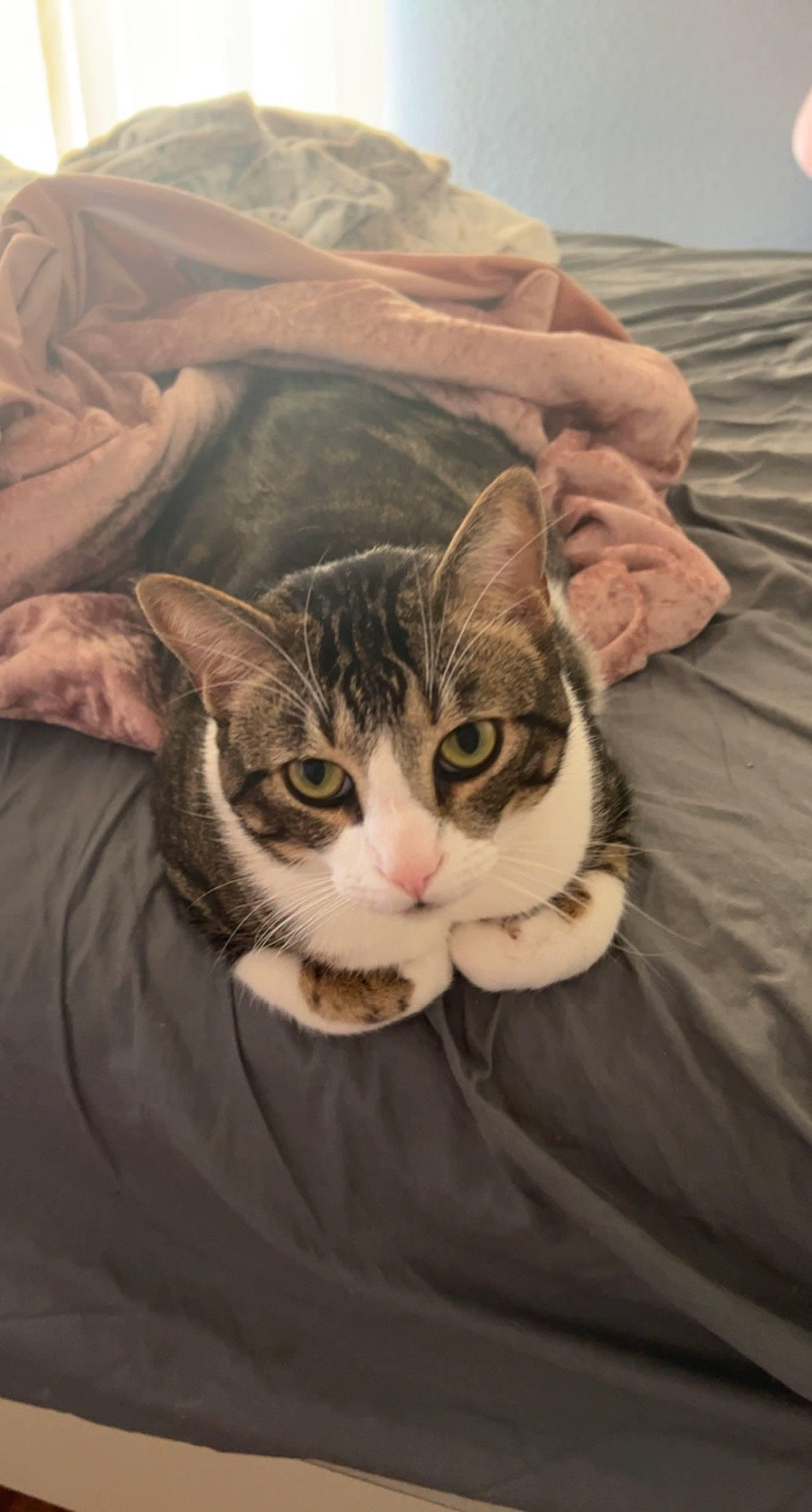 Deku is registered to the contest to win money with this photo: art, carnivore, cat, claw, comfort, domestic_short_haired_cat, eye, felidae, fur, gesture, linens, paw, sleeve, small_to_medium_sized_cats, tail, terrestrial_animal, whiskers