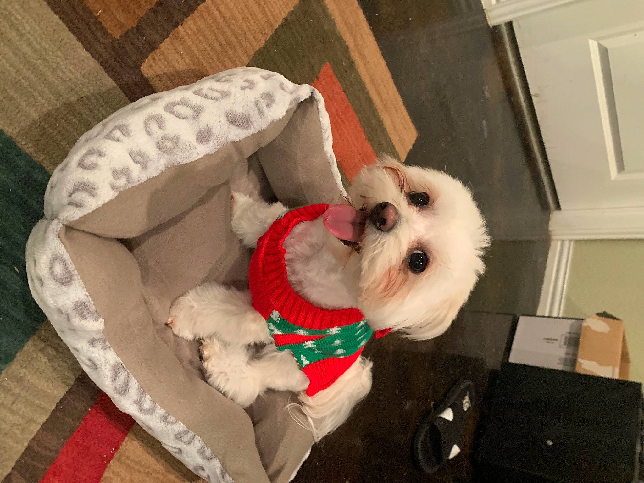 Ellie is registered to the contest to win money with this photo: bag, canidae, carmine, carnivore, cat_supply, christmas, companion_dog, dog, dog_breed, dog_clothes, dog_supply, event, fawn, fur, pet_supply, plush, room, sporting_group, stuffed_toy, toy