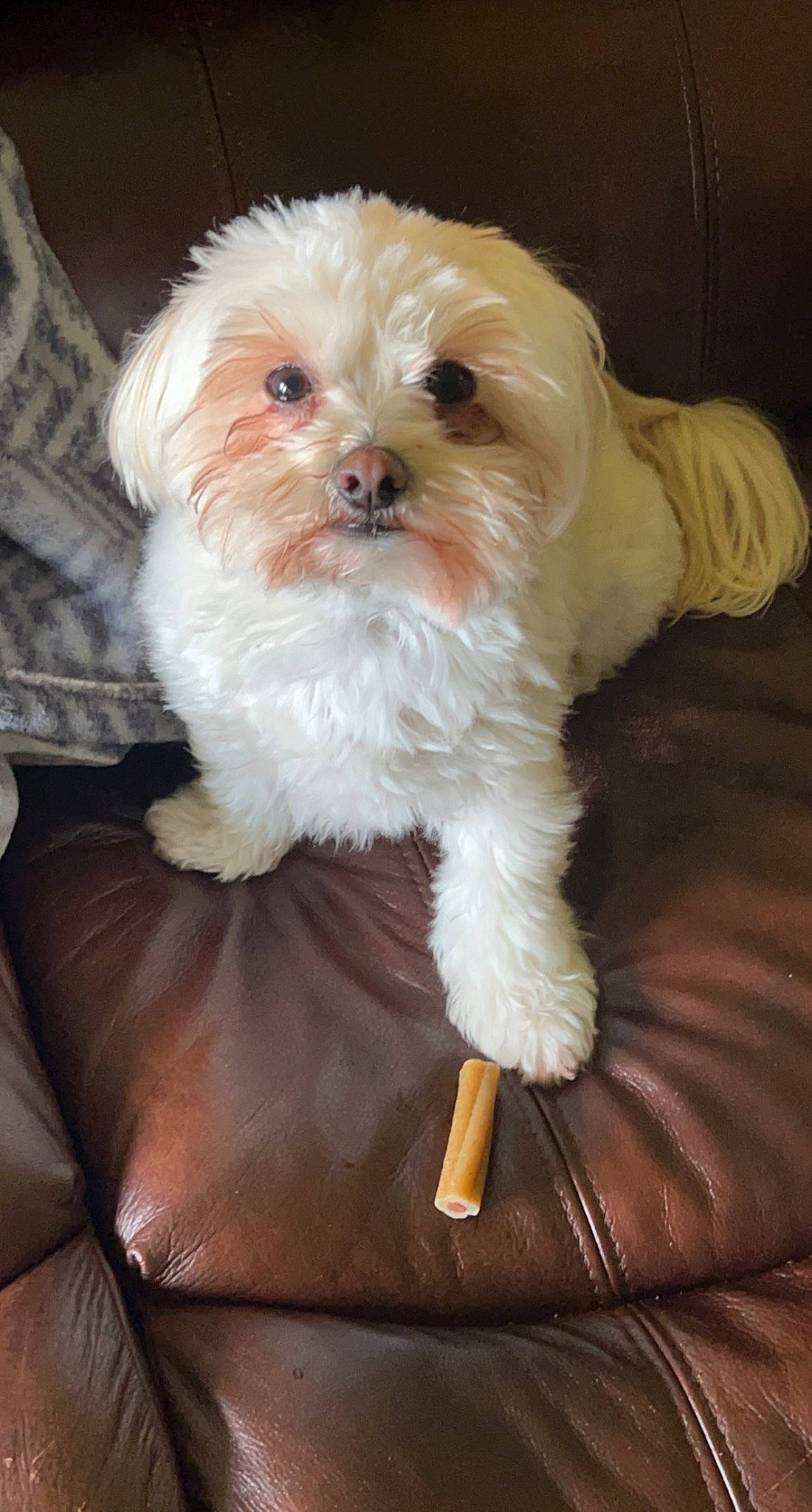 Ellie is registered to the contest to win money with this photo: canidae, carnivore, companion_dog, dog, dog_breed, firefighter, fur, liver, mal_shi, pekapoo, poodle_crossbreed, shih_poo, small_terrier, snout, sporting_group, terrier, toy_dog, water_dog, working_animal, yorkipoo