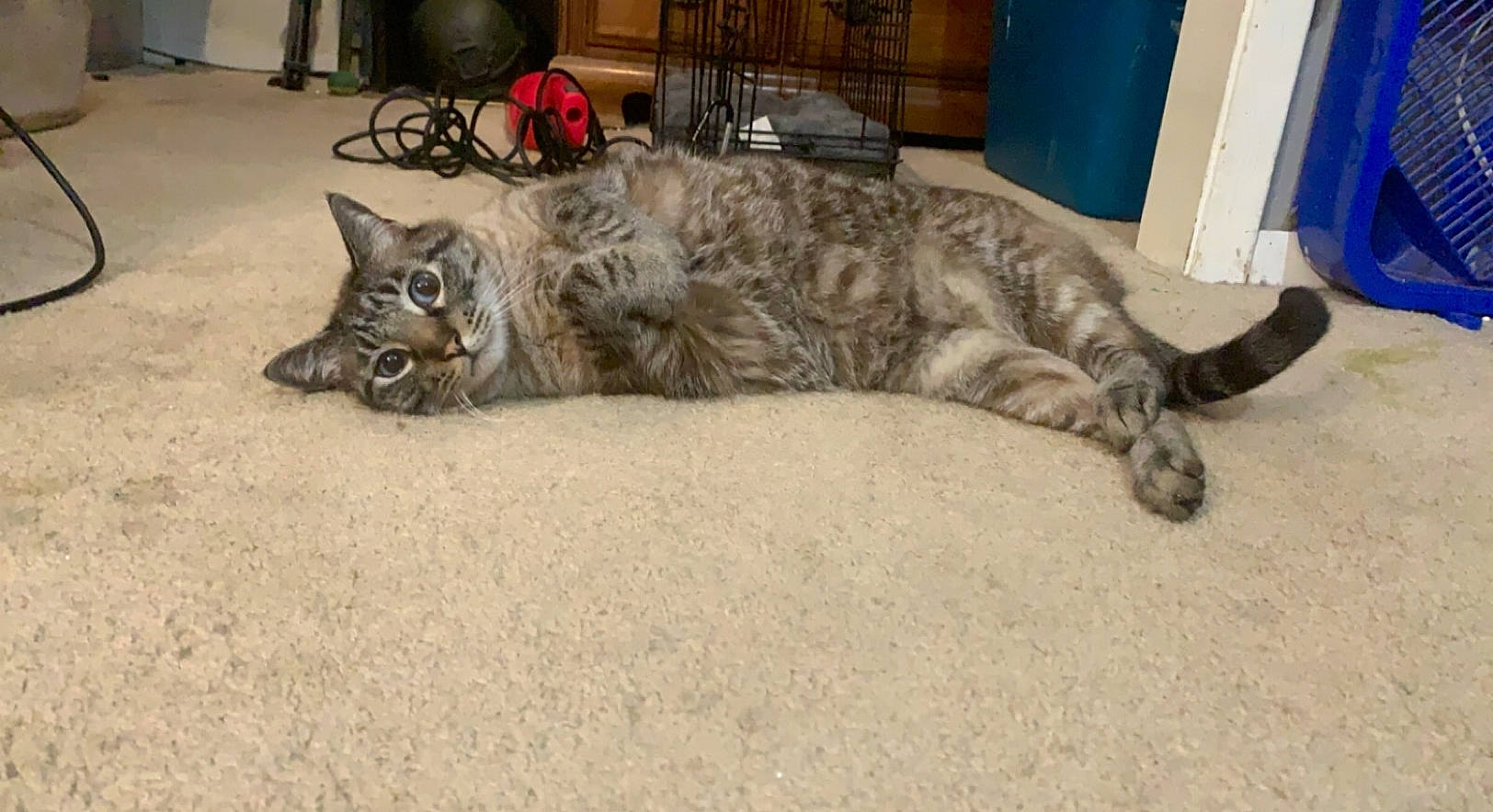 Percy is registered to the contest to win money with this photo: carnivore, cat, claw, comfort, dog_breed, domestic_short_haired_cat, door, felidae, flooring, fur, mammal, paw, small_to_medium_sized_cats, tail, terrestrial_animal, whiskers