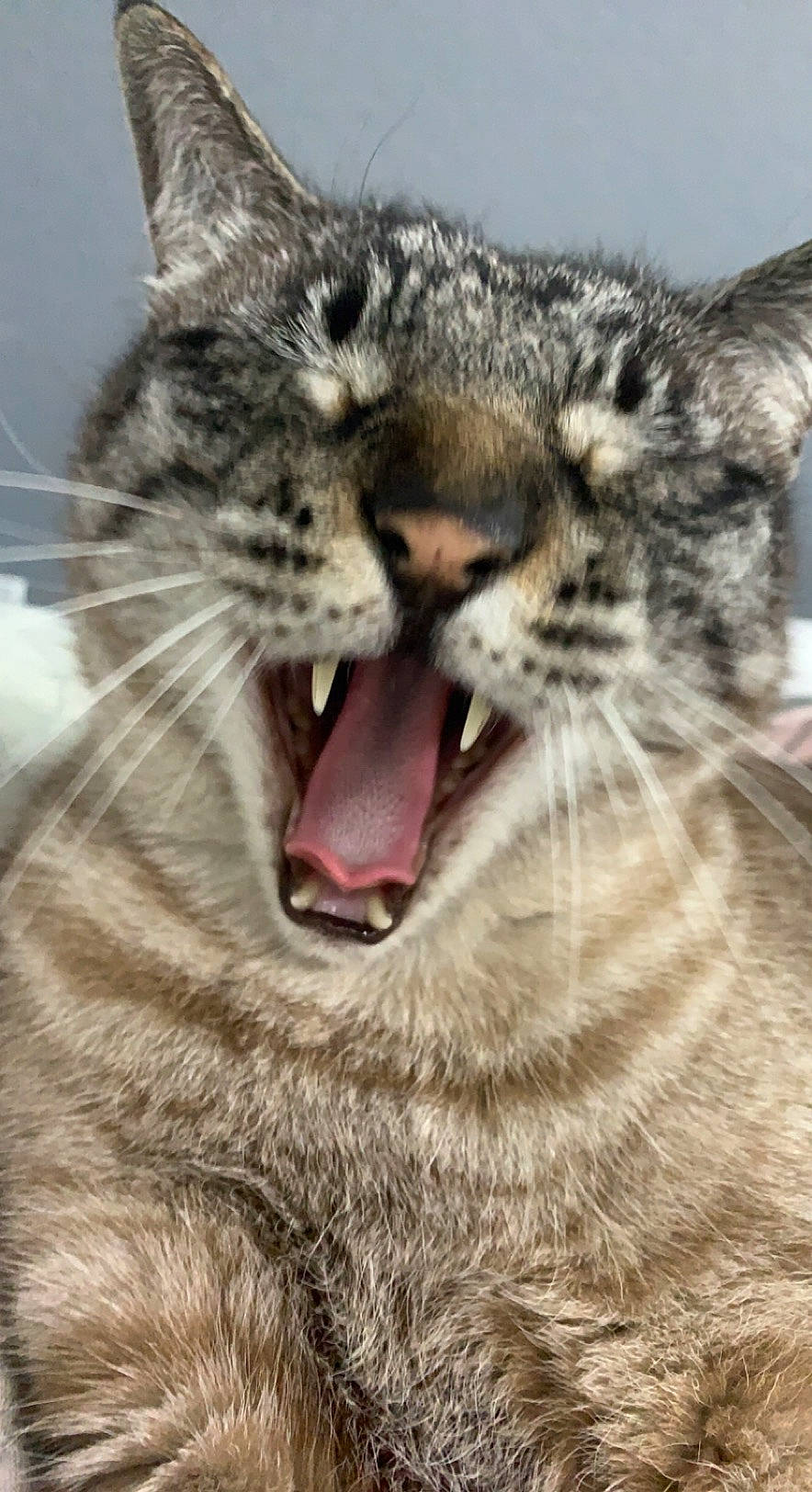 Percy joined the competition — help win amazing prizes! carnivore, cat, close_up, domestic_short_haired_cat, eye, fang, felidae, fur, paw, shout, small_to_medium_sized_cats, snout, terrestrial_animal, tongue, tooth, vertebrate, whiskers, wildlife, yawn