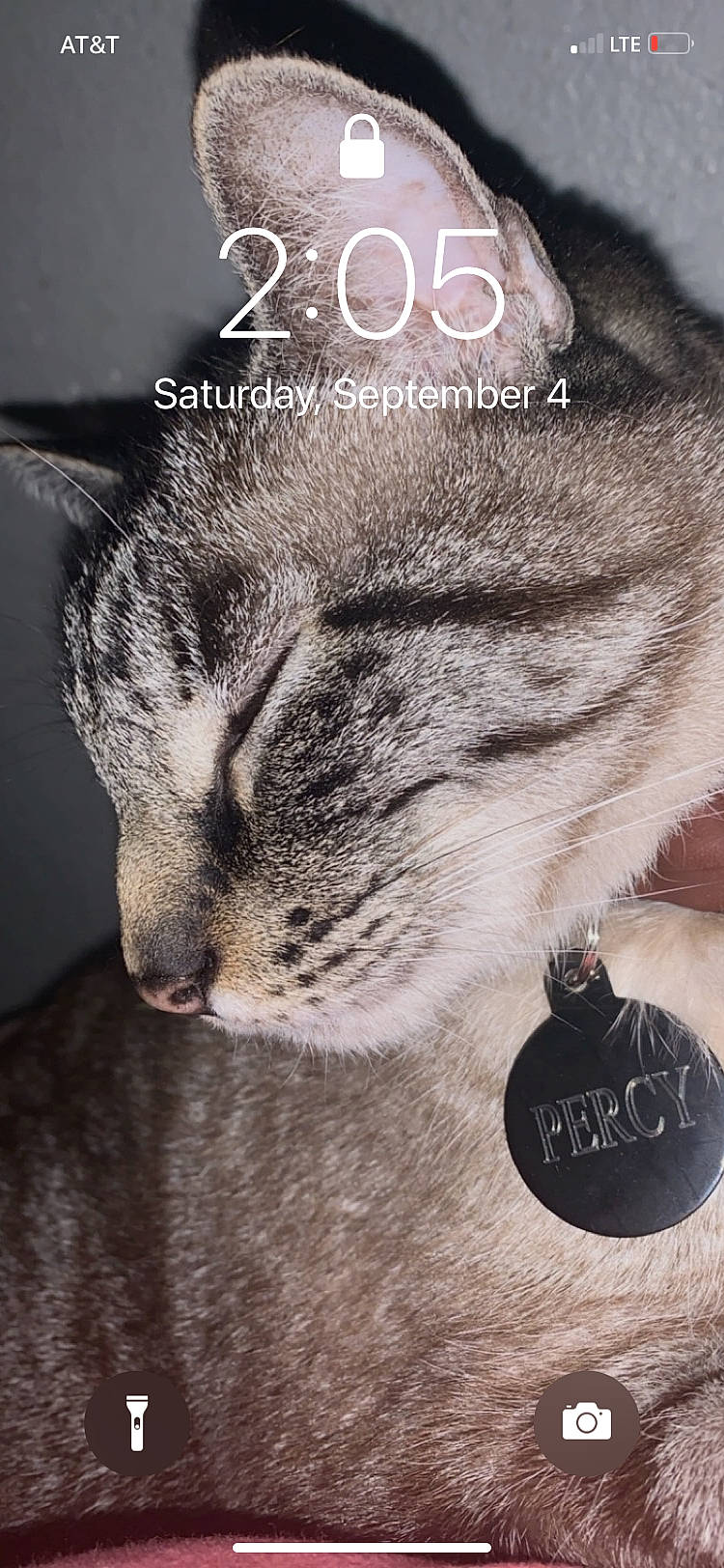 Percy joined the competition — help win amazing prizes! carnivore, cat, claw, close_up, domestic_short_haired_cat, felidae, font, fur, logo, metal, paw, photo_caption, small_to_medium_sized_cats, snout, tail, terrestrial_animal, whiskers, wildlife, window