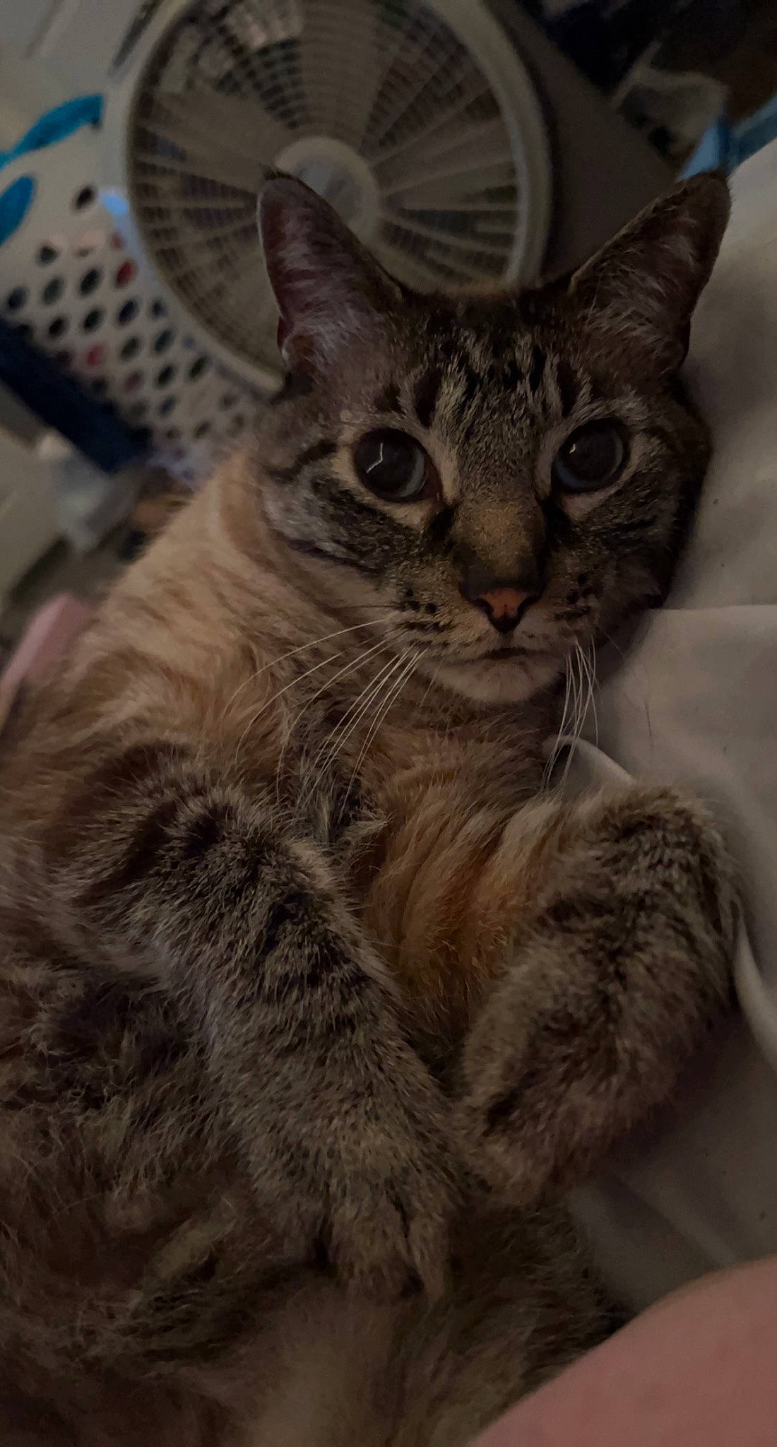 Percy is registered to the contest to win money with this photo: carnivore, cat, claw, domestic_short_haired_cat, felidae, fur, grey, paw, small_to_medium_sized_cats, snout, terrestrial_animal, whiskers, wildlife, window