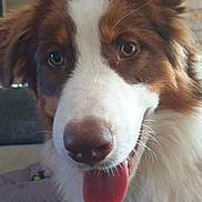 Aïka a rejoint le concours — aidez-le/la à gagner de superbes lots ! animal, background, blur, brown, canine, close_up, cute, dog, ears, face, friendly, fur, household, indoor, nose, pet, portrait, tongue_out, wall, white