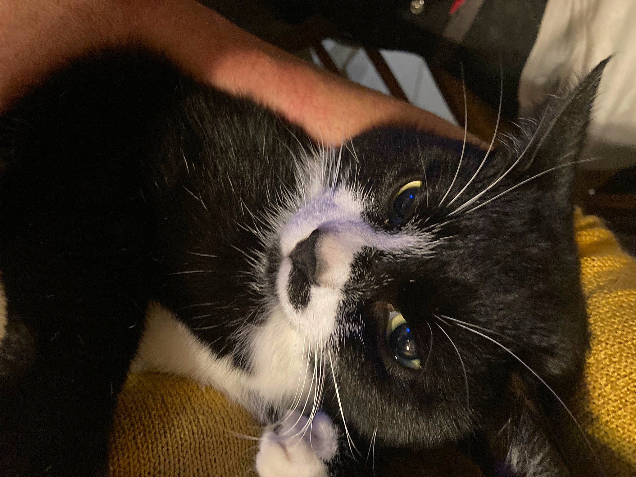 Rominet participe au concours pour gagner de l'argent avec cette photo : carnivore, cat, claw, comfort, domestic_short_haired_cat, ear, felidae, fur, nap, paw, small_to_medium_sized_cats, snout, terrestrial_animal, whiskers