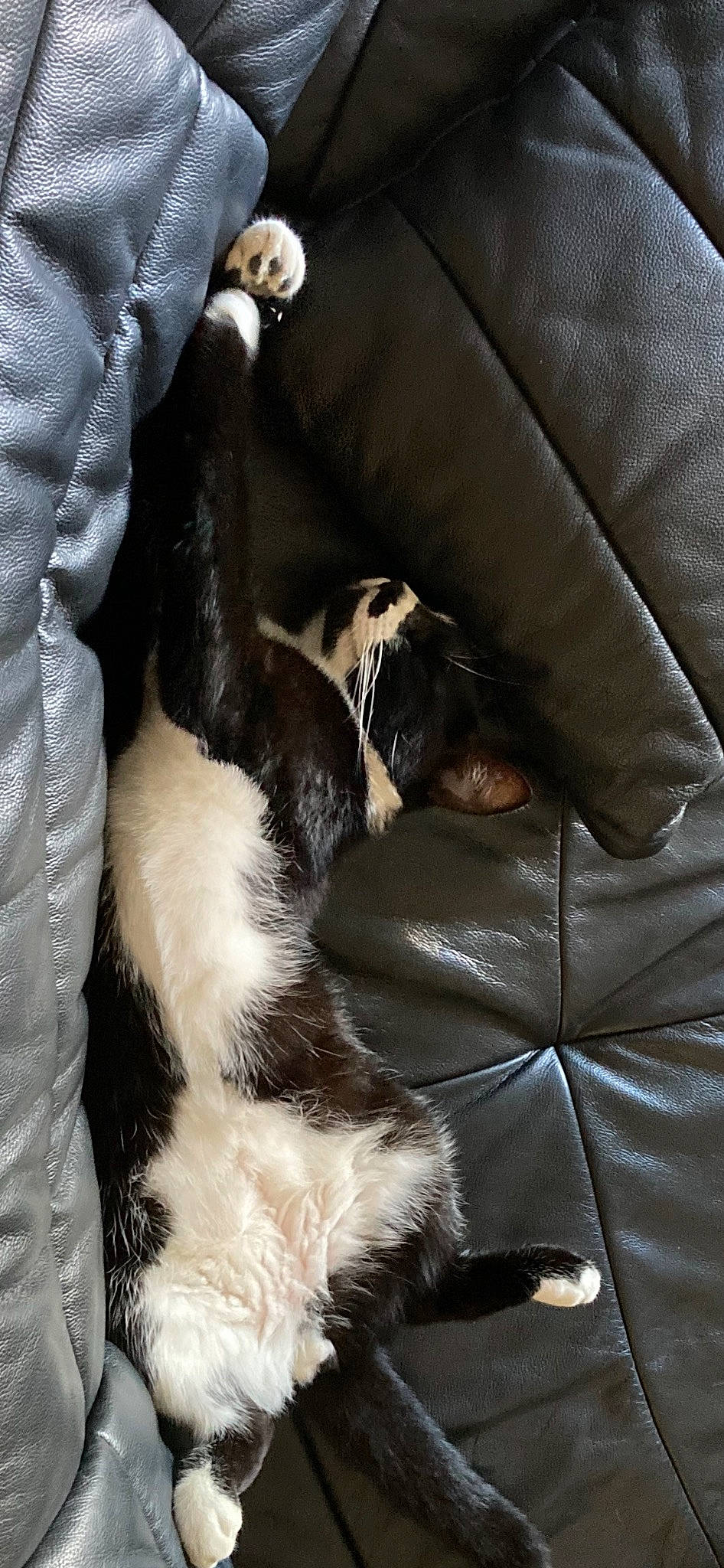 Rominet a rejoint le concours — aidez-le/la à gagner de superbes lots ! canidae, carnivore, claw, comfort, companion_dog, couch, dog, dog_breed, felidae, fur, human_leg, king_charles_spaniel, nap, paw, small_to_medium_sized_cats, snout, sporting_group, tail, whiskers, working_animal