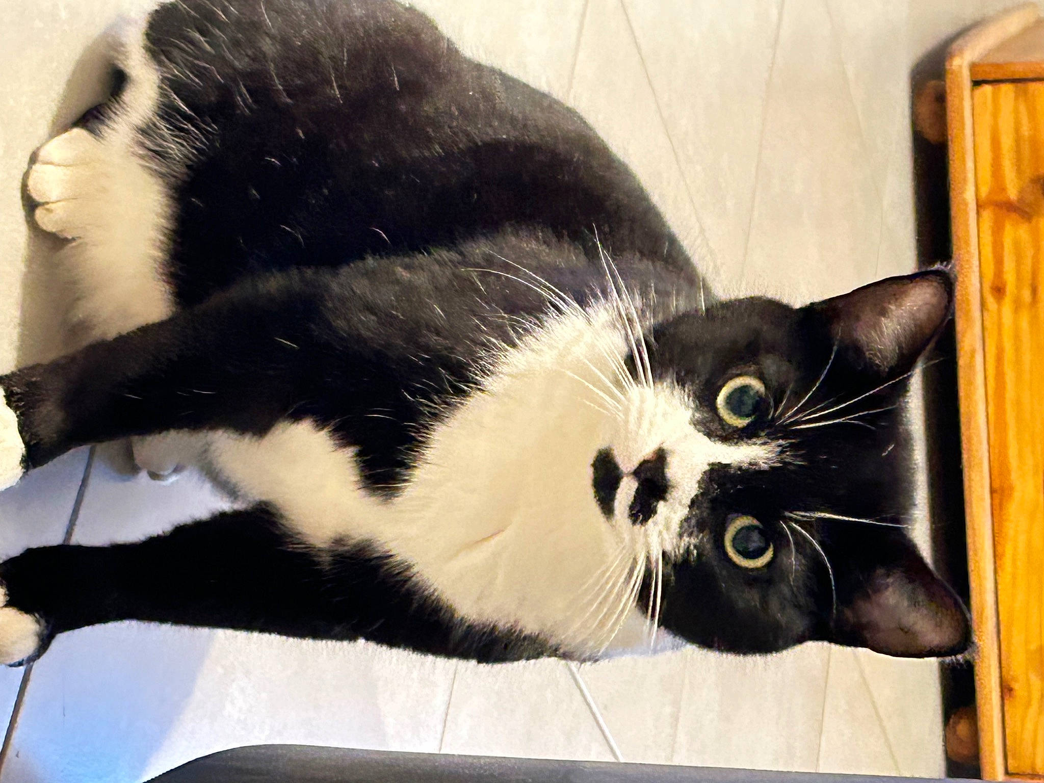 Rominet participe au concours pour gagner de l'argent avec cette photo : art, black_cat, carnivore, cat, claw, comfort, domestic_short_haired_cat, felidae, fur, paper_product, paw, rectangle, small_to_medium_sized_cats, snout, tail, terrestrial_animal, whiskers