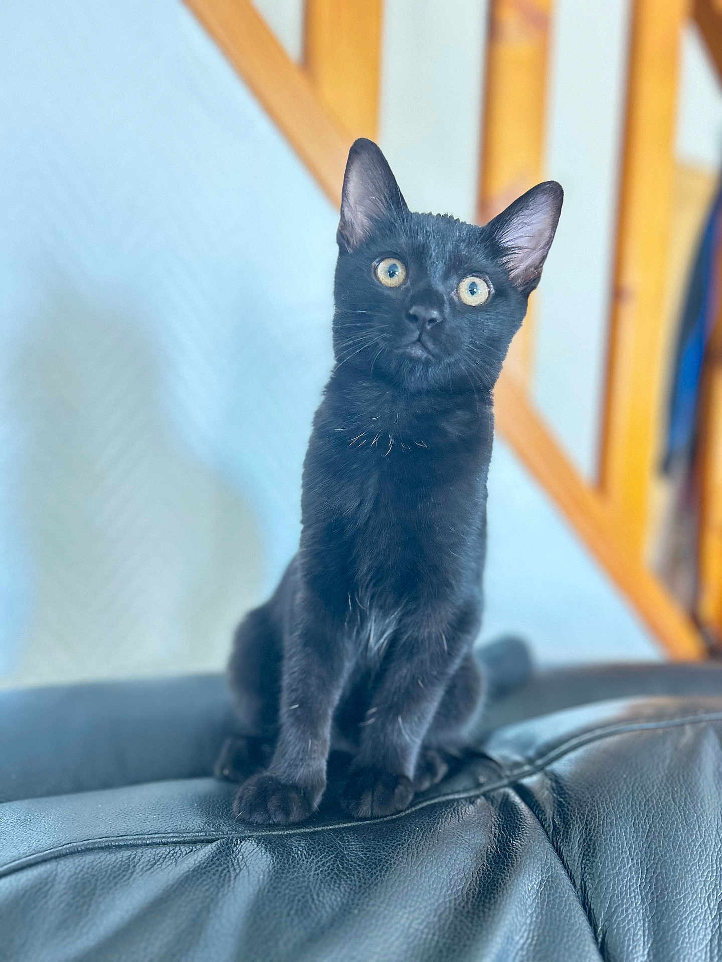 Oreo