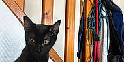 Oreo participe au concours pour gagner de l'argent avec cette photo : black_cat, kitten, indoor, wooden_stairs, leather_couch, rope, curious, pet, animal, feline, young_cat, household, looking, ears, whiskers, sitting, furniture, home_interior, closeup, alert