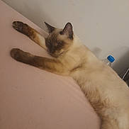 Princesse participe au concours pour gagner de l'argent avec cette photo : cat, siamese_cat, sleeping, stretching, paws, fur, indoor, bed, pink_bedspread, water_bottle, blue_cap, relaxed, animal, pet, feline, whiskers, ears, resting, cozy, domestic