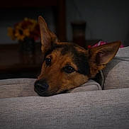 Jerzamie is registered to the contest to win money with this photo: animal, background, beige, brown, canine, closeup, couch, dog, domestic, ears, face, flower, furniture, home, indoor, pet, portrait, relaxed, resting, vase