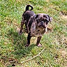 animal, brindle, canine, cute, dog, eyes, face, fur, grass, mammal, nature, outdoor, pet, pug, puppy, small_dog, standing, sunlight, tail, young