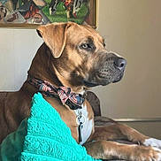 Bean is registered to the contest to win money with this photo: dog, bow_tie, blanket, couch, indoor, portrait, brown_dog, decor, painting, wall, pet, animal, resting, furniture, collar, close_up, side_view, canine, domestic_animal, relaxed