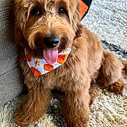 Lili joined the competition — help win amazing prizes! dog, puppy, golden_doodle, bandana, pumpkin, tongue_out, furry, cute, pet, indoor, rug, couch, blanket, carpet, cozy, brown, fur, happy, animal, house