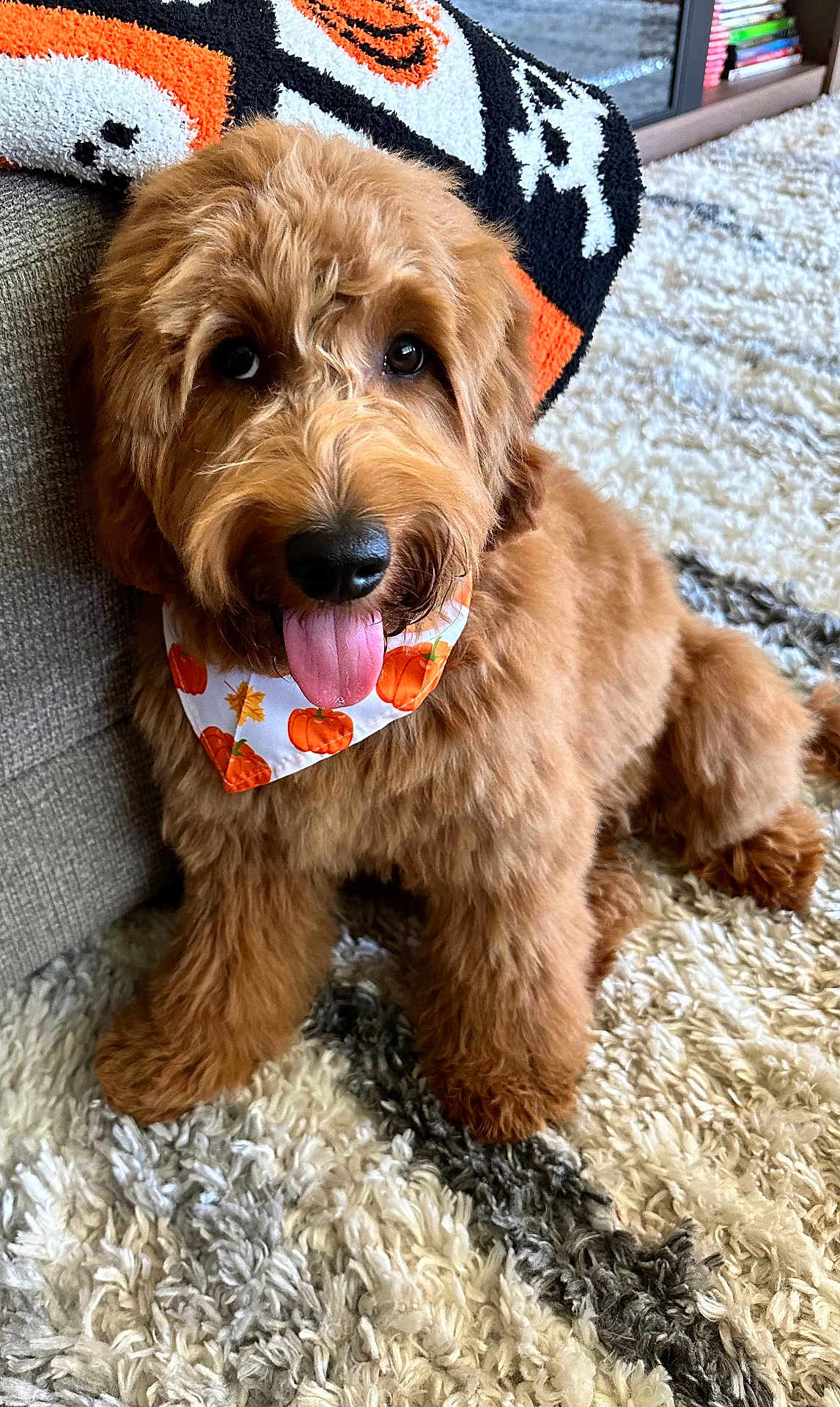 Lili joined the competition — help win amazing prizes! dog, puppy, golden_doodle, bandana, pumpkin, tongue_out, furry, cute, pet, indoor, rug, couch, blanket, carpet, cozy, brown, fur, happy, animal, house