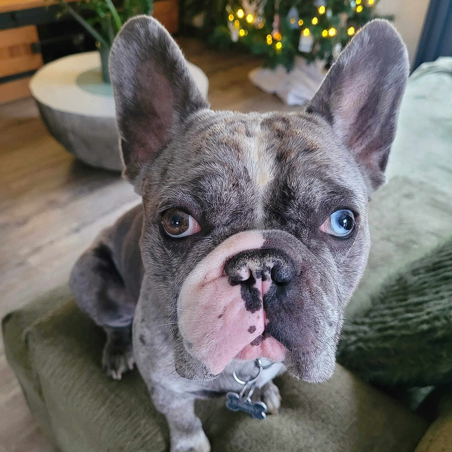 Railay a rejoint le concours — aidez-le/la à gagner de superbes lots ! animal, blue_eye, brown_eye, christmas_tree, close_up, collar, couch, cute, decorations, dog, french_bulldog, furniture, heterochromia, holiday, indoor, living_room, pet, plant, portrait, wood_floor