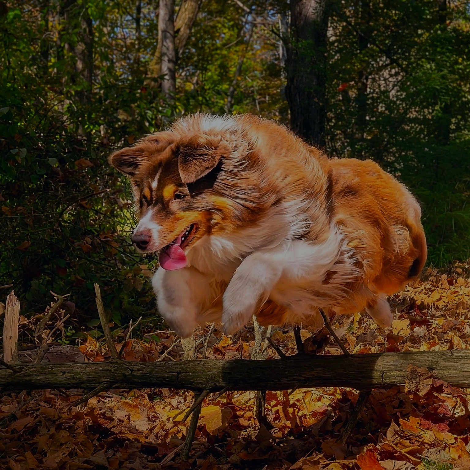 Lady Elaine joined the competition — help win amazing prizes! dog, canine, fluffy, red_and_white, long_hair, outdoors, forest, woods, autumn, fall_leaves, nature, animal, pet, playful, running, jumping, tongue_out, portrait, fallen_log, rustic